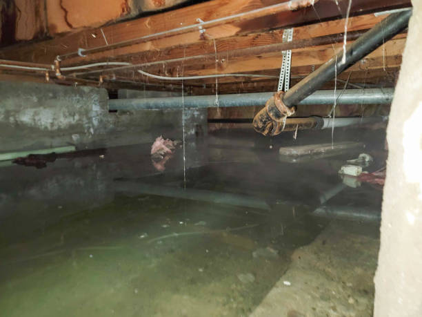 Best Professional water damage repair  in Stanton, MI