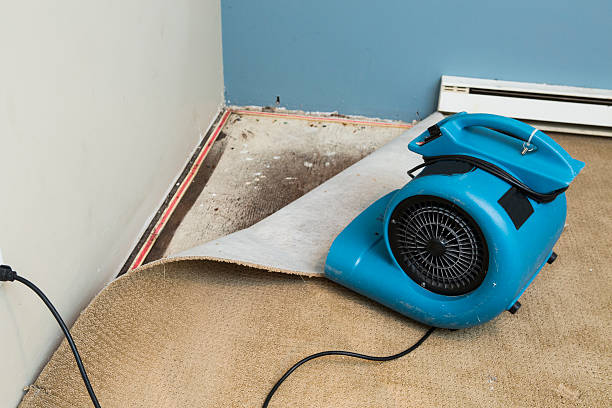 Best Local water damage restoration  in Stanton, MI